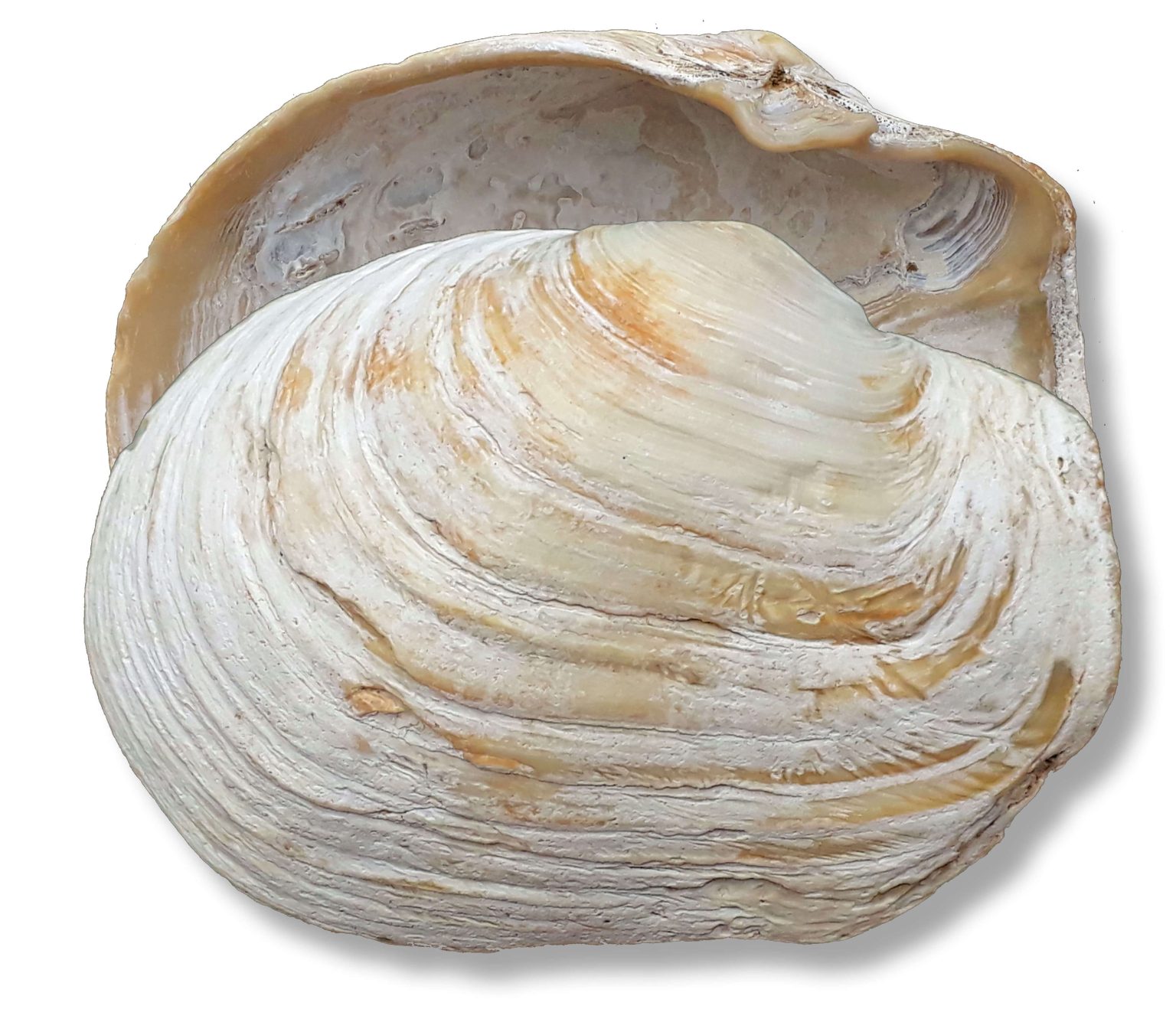 Marine Bivalves - Explore Your Shore!